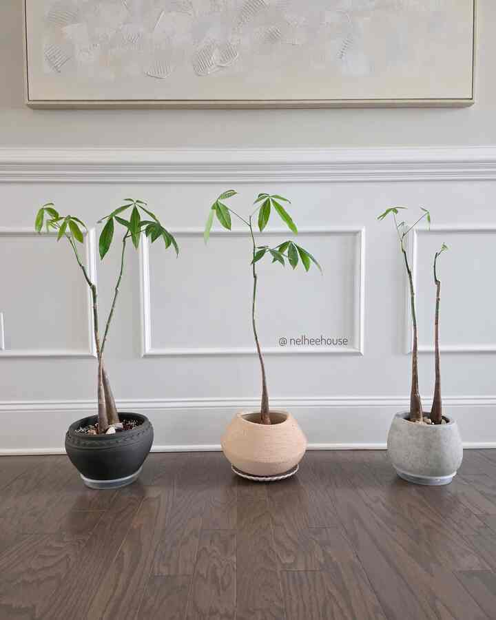 I repotted my pachira (money tree in a ) today. I love the simplicity of single trunk tree more than braided version 🪴

#plant #Planterrier #plantinterior #PlantDeco #plantterrier #plantdecor #pot #potstand