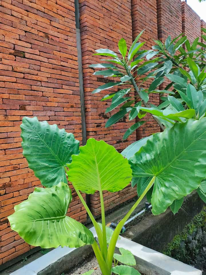 Supaya menarik perhatian dan tidak terlalu pucat untuk tone warna abu.Pagar luar kami ekspose dengan batu bata di beberapa bagian.
Menampilkan kesan tropis ketika dipadankan dengan tanaman tropis
#PagarLuar #BatuBata #IdePagarRumah #BataEkspose #RumahTropis