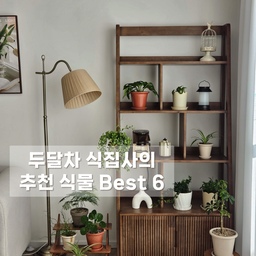 두달차 초보 식집사가 고른 키우기 쉬운 식물 6가지!💚
봄이 오고 식물에 관심이 생겨서
하나씩 들여놓기 시작한지 두달정도되었는데
짧다면 짧은 기간이지만 초보 식집사가 느꼇을때
똑같이 관리해도 걱정없이 잘자라고있는 식물 추천드릴게요!👍🏻
1. 필레아페페
처음 데려왔을때 잎이 4장이였는데 정말 쉬지않고 새 잎들이 계속 나와서 쑥쑥 커가는 모습을 보는 재미가 있어요
2. 스프링골풀
손가락 길이정도 됐던 잎이 어느새 손 한뼘만큼 쭉쭉 길어졌고 햇빛을 받을수록 꼬불꼬불해지는 모습이 귀여워요
3. 디시디아
정말 관리하기 쉬운 식물! 평소에는 분무기만 뿌려주다가 열흘정도에 한번씩 물에 10분-30분 담궈주기만 하면 쑥쑥 성장해요
4. 홍콩야자
겨울동안 성장을 멈추고있다가 날씨가 풀리자마자 새순들이 무섭게 나오고있는 생명력 최강 식물입니다
5. 아스파라거스 나누스
반양지에서 물을 자주 주지않아도 새순도 잘나오고 있고 예쁘게 늘어지는 모습이 독특하고 예뻐요
6. 아이비
큰 잎 사이사이에서 쪼꼬미 새순들이 쏙쏙 잘 올라와서 보고있으면 정말 귀여워요
이 외에도 여러 식물들이 있지만
성장하는걸 관찰하는 재미가 있고 잎도 깨끗하게 잘자라는 아이들로 골라봤어요🌿
저도 이전에는 이런 식물을 키워본적없는 초보 식집사라서
제가 잘키웠으면 모두 잘 하실 수 있을거에요💪🏻✨️
#식물한스푼 #공기정화식물 #공기정화 #식물추천 #초보식집사 #식집사 #식집사일기 #식린이 #키우기쉬운식물 #디시디아 #스프링골풀 #홍콩야자 #필레아페페 #아스파라거스나누스 #아이비 #키우기쉬운식물추천 #플랜테리어 #화분 #식물선반 #식물등 #식물조명 #봄맞이 #식물 #오늘의우리집 #콘수프기록
