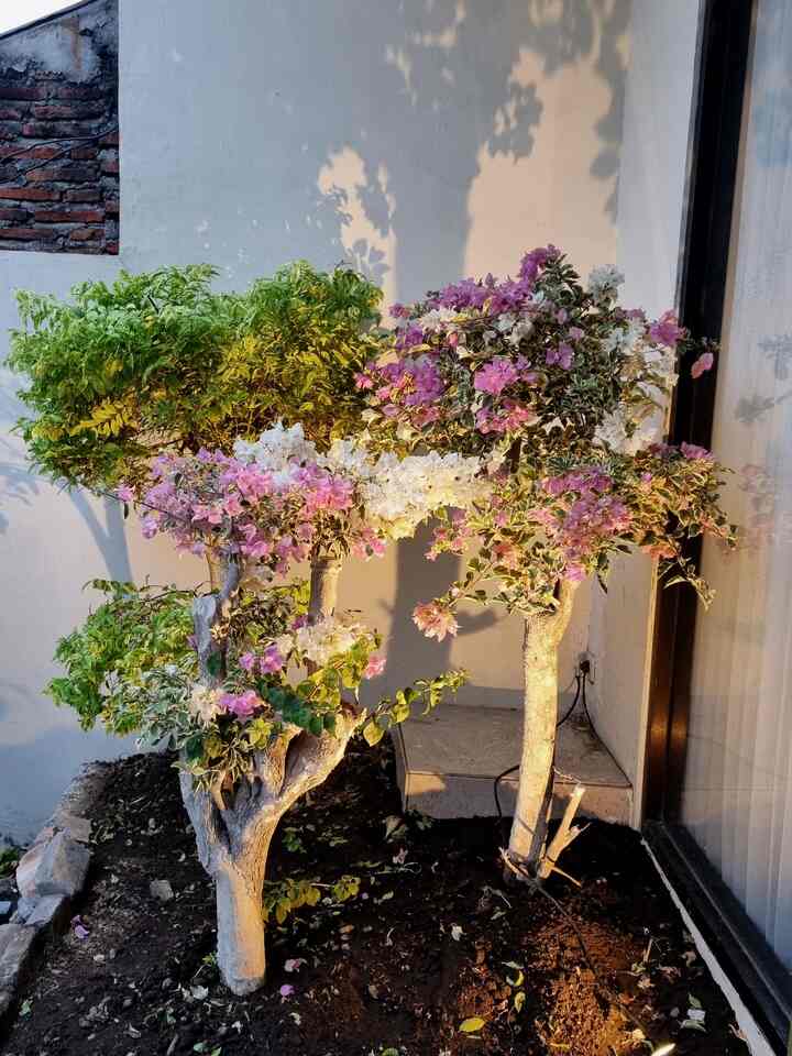 Area di rumah rasanya sudah semua terfoto dalam berbagai angle. Namun beberapa foto ini lebih memiliki fungsi secara estetika. Yg pertama bonsai bugenvile di area depan yg disorot lampu spot light. Tampilan ini bisa dilihat dimalam hari. Kedua, ada lukisan handmade dari salah satu pengrajin di bali. Salah satu favorit saya di rumah setelah kolase foto keluarga. Pencahayaan yg mengarah pada lukisan jg menggunakan lampu downlight. Foto ketiga dan keempat yaitu taman belakang rumah dengan Gazebonya (ruangan favorit keluarga bersantai sore). Area sisa yg kami manfaatkan menjadi area terbuka hijau dg penuh tanaman #tamanrumah #inspirasitaman #innercourtyard #tamanbelakangrumah #homegardeninspo #minigarden #gazebo #artpainting #homeart #lighting 