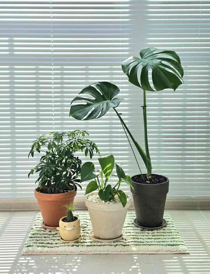 ＃植物のスプーンガードニングゲームで得た私たちの家の植物が..💚

とてもよく成長している 
モンステラ、スキンダプサス、香港ヤシ🤗

どうやってこんなに大きかったのか…！
最初は手のひらだけの大きさなので小さくて大切でしたが、、
今はたっぷりですね。 🌱🪴🌳

オーガーデンのおかげで初めての葡萄もやってみて、植物テムも買いました。
植物が与えるオーラがとても良いです。

ああ、本当に！モンステラに差し込まれているサポートにぜひおすすめします！ 📢
割れた葉っぱが出てくるときに形をよく握らなければならないが、
緑色なので、ティーもよくないし、しっかりとしっかり固定してくれます。
環状なので、私のような初心者の執事が使いやすいです！ 😃

＃コンスープ記録＃ナドンナサン1＃植物＃植物インテリア＃ガーデニングゲームガーデン 
