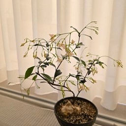 #오늘의우리집 
#콘수프기록
✔️ 백화등 키우는 팁
#꽃피는식물 #향기좋은식물
빛: 밝은 간접광이 좋아요. 커튼 뒤나 발코니 앞자리가 베스트.
물: 겉흙이 마르면 듬뿍. 과습은 피해주세요!
꽃피는 시기: 따뜻한 봄~초여름에 꽃을 피우며,
꽃이 진 후엔 가지를 정리해주면 다음 해 개화가 더 풍성해져요.
#백화등
#죽엽석곡 
#죽도석곡 
#꽃인테리어 
#아스파라거스나누스 
#아스파라거스미리오클라두스 
#봄이왔나봄 
#맞팔