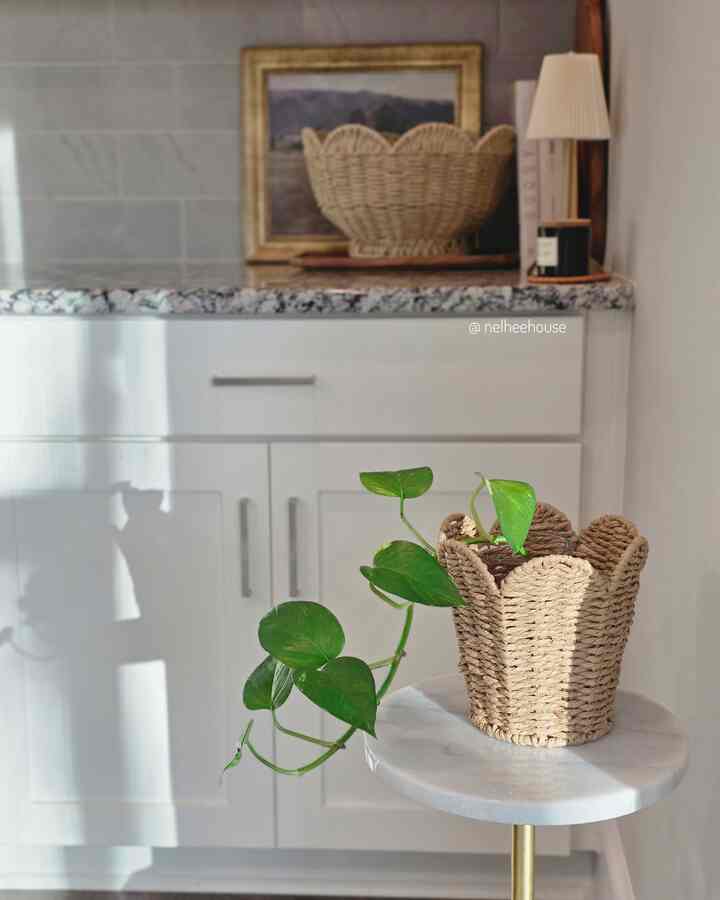 A pop of green Spring color in my kitchen💚
#plant #plantinterior #Planterrier #springcolor #kitchen #kitcheninterior #earthy #kitchendecor
