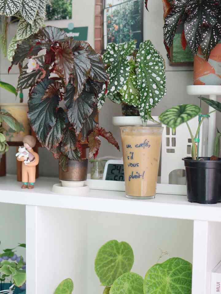 植物園コーヒータイム
新葉はフロリダの美しさです。 
乾燥した葉の手でまた殺すために引き裂かれるか止める
植物執事だけ知っているしっかりした手の味 

昨日は雨が降って暖かいラテ
今日は太陽が浮いていて涼しい袋のアイス

＃コーヒータイム＃ガラスカップ＃レタリングカップ＃マグカップ
＃プランテリア＃植物インテリア＃植物デコ＃植物を育てる＃植民地 
＃植物棚＃植木鉢＃植木鉢インテリア＃IKEA棚
＃ベゴニア＃今日の庭＃植木鉢＃土粉＃プラスチック植木鉢＃屋内植物 
＃植物おすすめ＃空気浄化植物＃自宅で最も忙しい＃コンスープ記録 