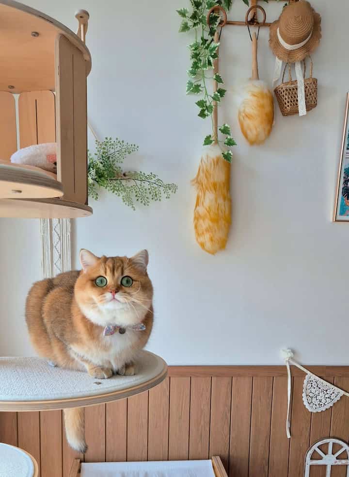 ナチュラルカラーと木目調が調和した壁面にキャットタワーと猫、ヴィンテージ風の小物が配置された雰囲気のあるインテリア