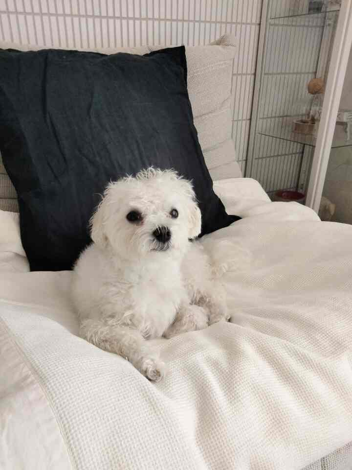 White and beige toned living room featuring a white dog on a sofa with black cushion, creating a cozy atmosphere