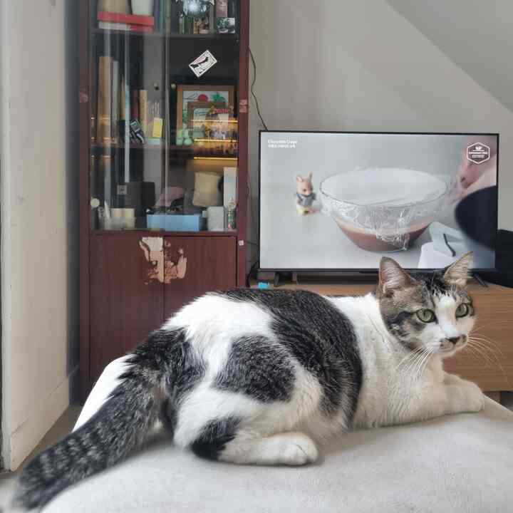 Meowllo 🐱

Living room aka ruang TV yang dipake nonton ya kuranglebih 4 jam sehari, sisanya dipake kucing nyantai 🤣.

Kabinet partikel board dari jaman SMA sepertinya merk Olympic atau Melody, surprisingly masih fungsional walaupun emang udah agak renta. Gakpapa, selama masih berfungsi, kita pakai sampai nanti!

Kami suka kabinet kaca seperti itu. Kami memang bukan aliran minimalis, jadi barang terekspos selama masih "rapi", malah menjadi elemen dekor di rumah kami.

Isi kabinet pun random, mulai dari buku, kardus2 elektronik kecil, frame foto hingga tempat simpan ATK.

Siapa disini yang punya kabinet jadul juga? 😄

#lemariruangtamu #particleboard #livingroom #ruangtv #ruangtamu #kucing