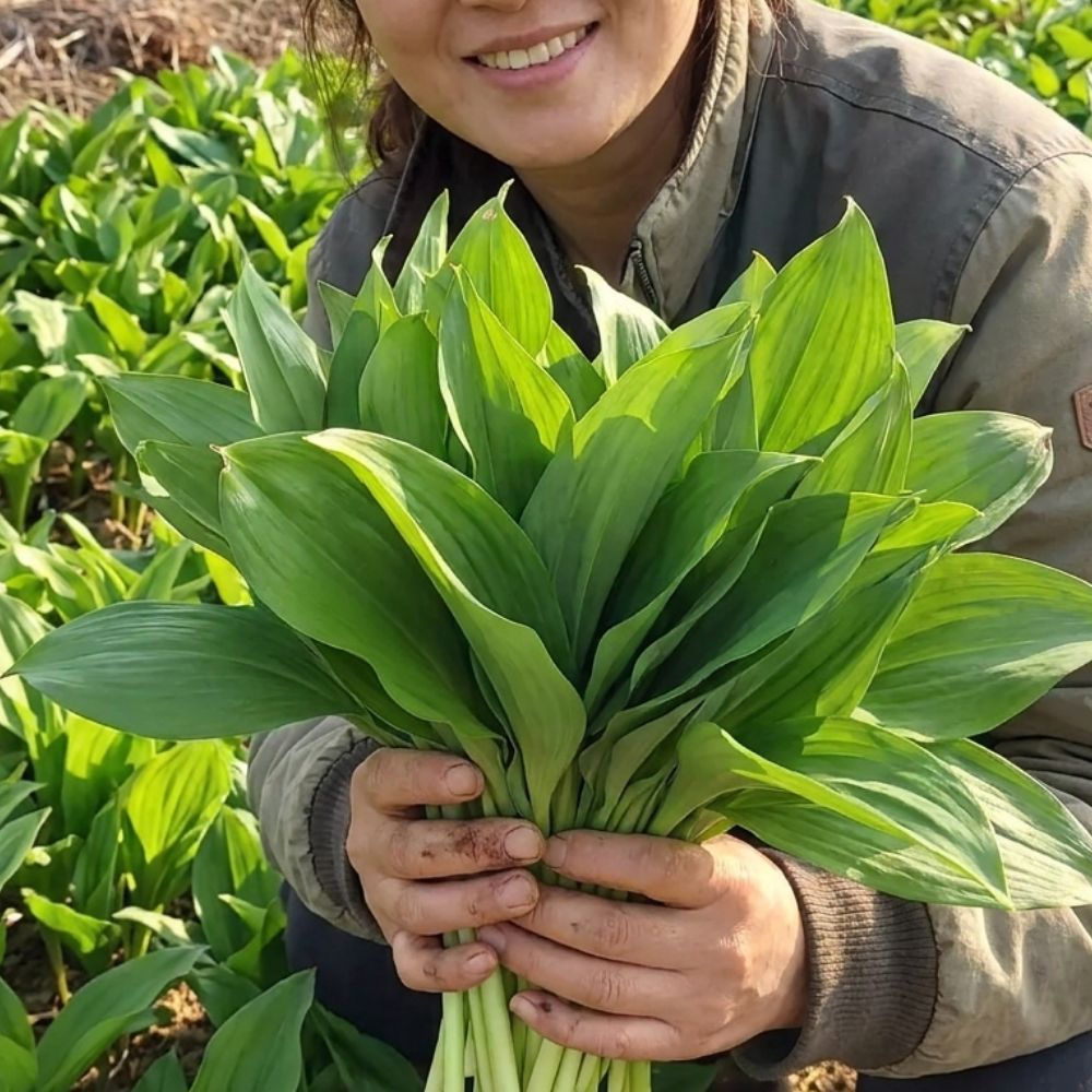 팜보스 국내산 제철 생 명이나물 500g / 1kg 산마늘 신선 채취 쌈용 장아찌용 - 명이나물500g내외