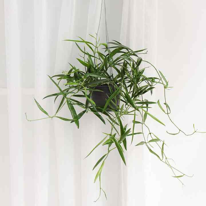 ディスキディア・ルスキフォリア