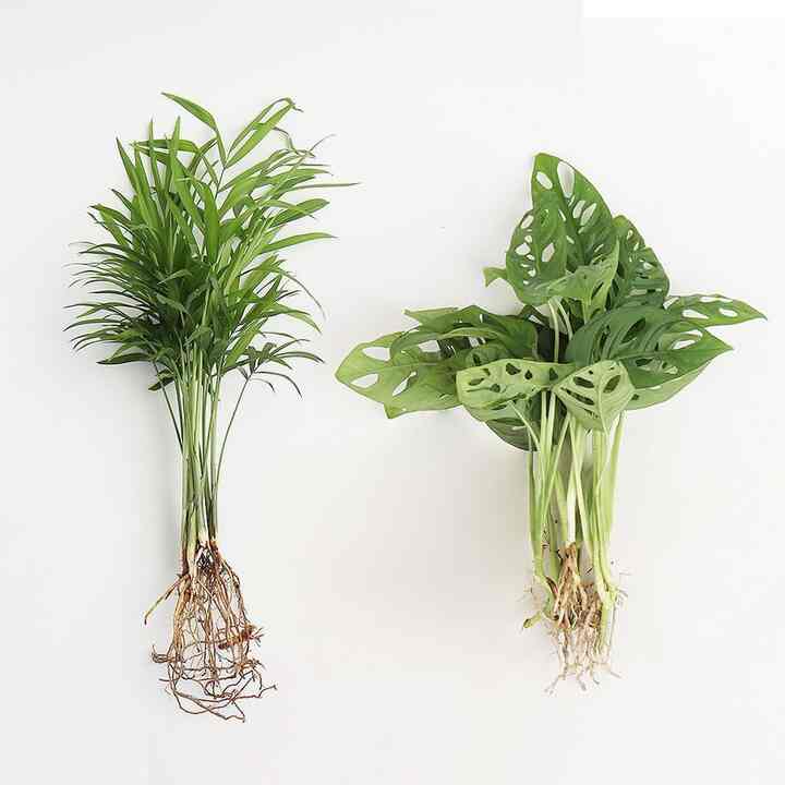 水耕栽培 植物［54種］