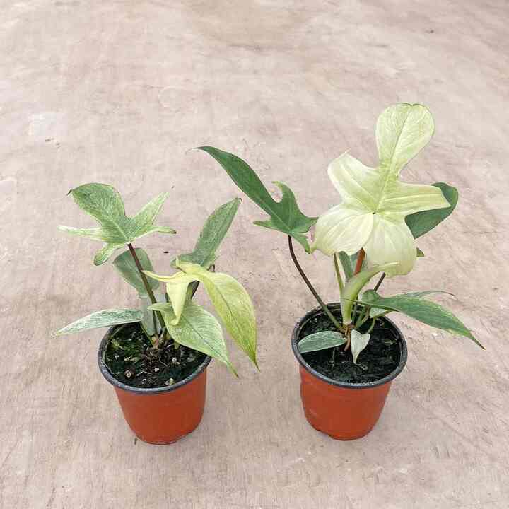 フィロデンドロン・フロリダ・ゴースト