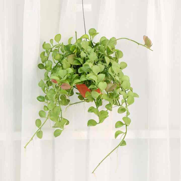 ディスキディア ハンギングプラント