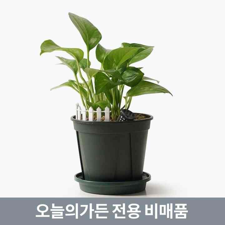 【morning scent】 スキンダプサス