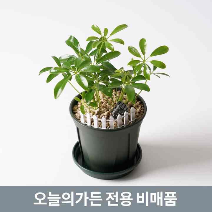 【morning scent】ホンコンヤシ