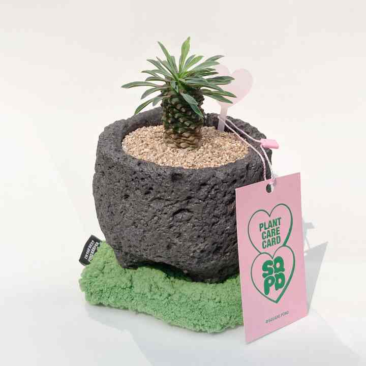 ソテツキリン コケコースターセット