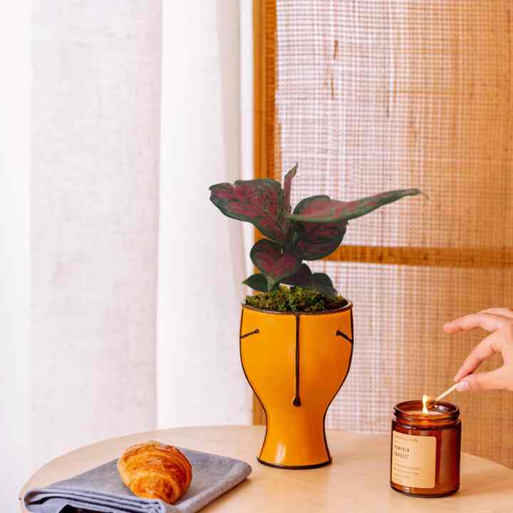 アグラオネマ レッド