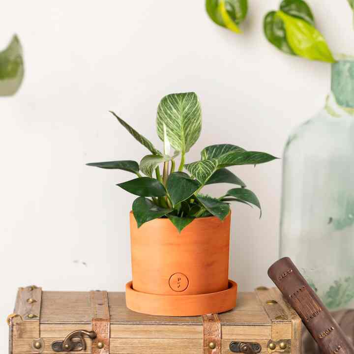 フィロデンドロン・バーキン