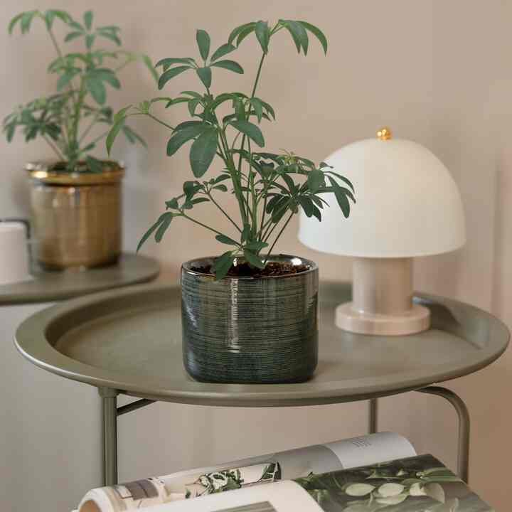 CLASSIC ホンコンヤシ Sophi［2色］