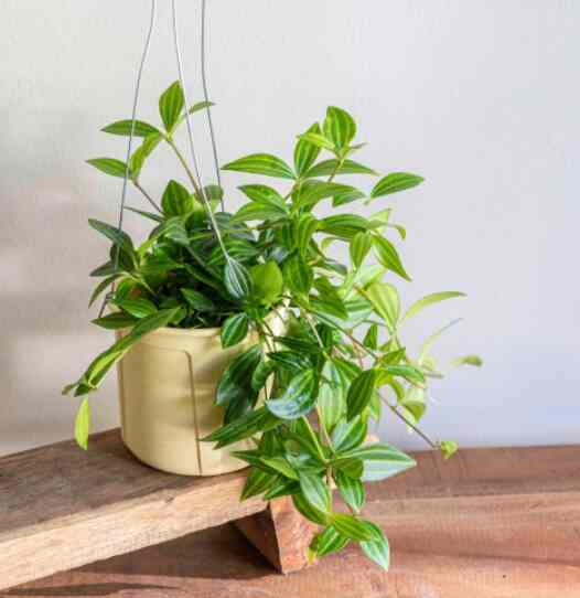 ペペロミア ハンギングプラント