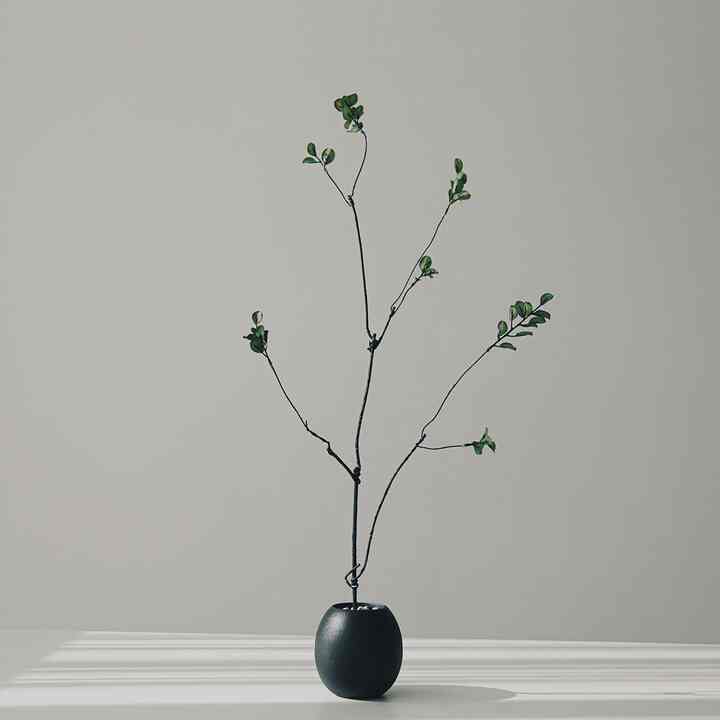 ニシキギ&植木鉢セット