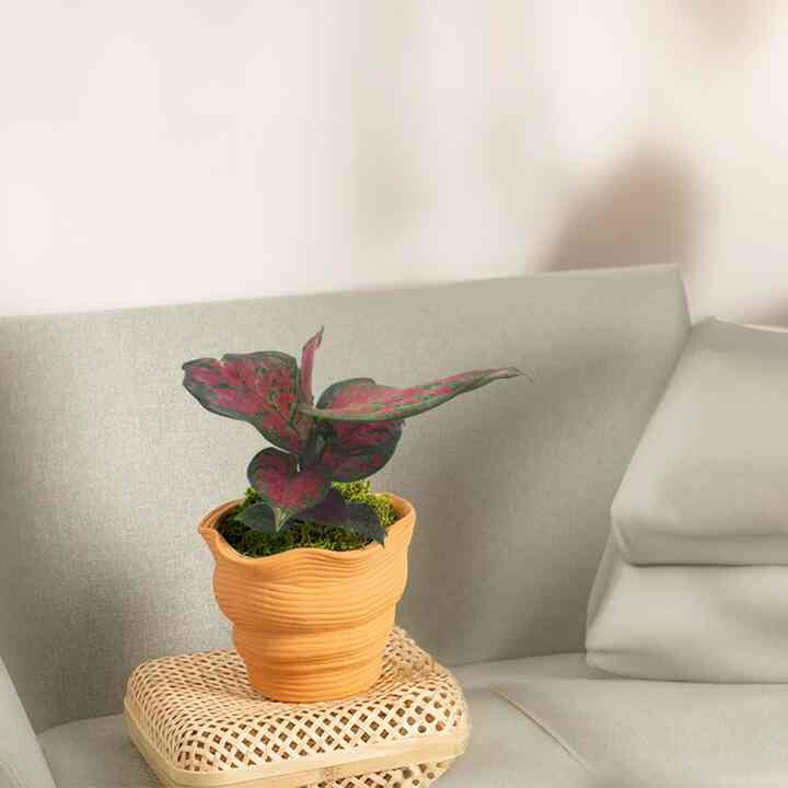 アグラオネマ レッド