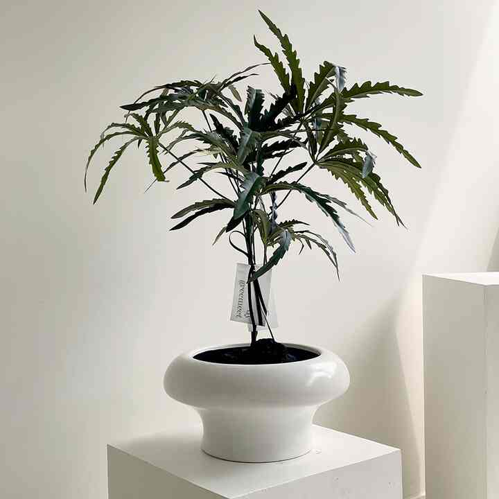 アラリア フェイクグリーン 鉢セット