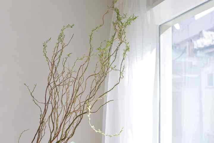 Curly Willow 枝 ドライフラワー 1.2m