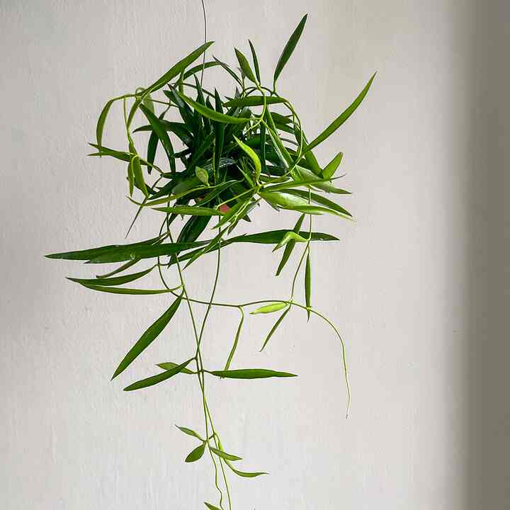 ディスキディア・ルスキフォリア ハンギングプラント