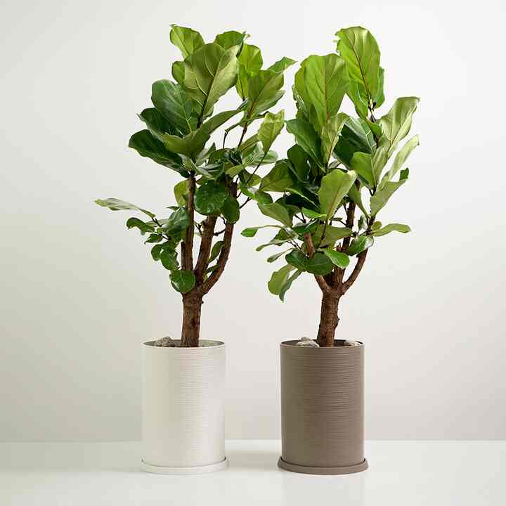 カシワバゴムノキ＆Circle Line 植木鉢セット