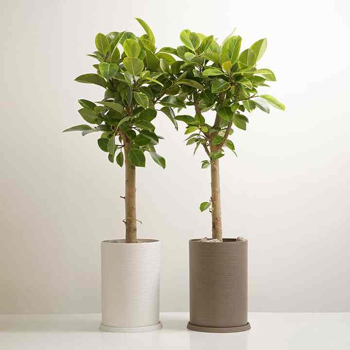 フィカス ベンガレンシス＆CIRCLE LINE植木鉢セット