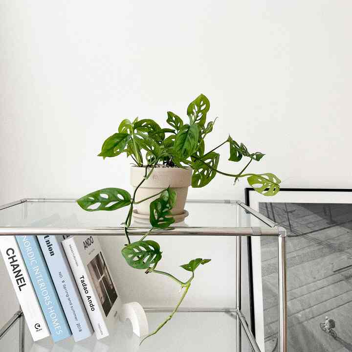 モンステラ・アダンソニー