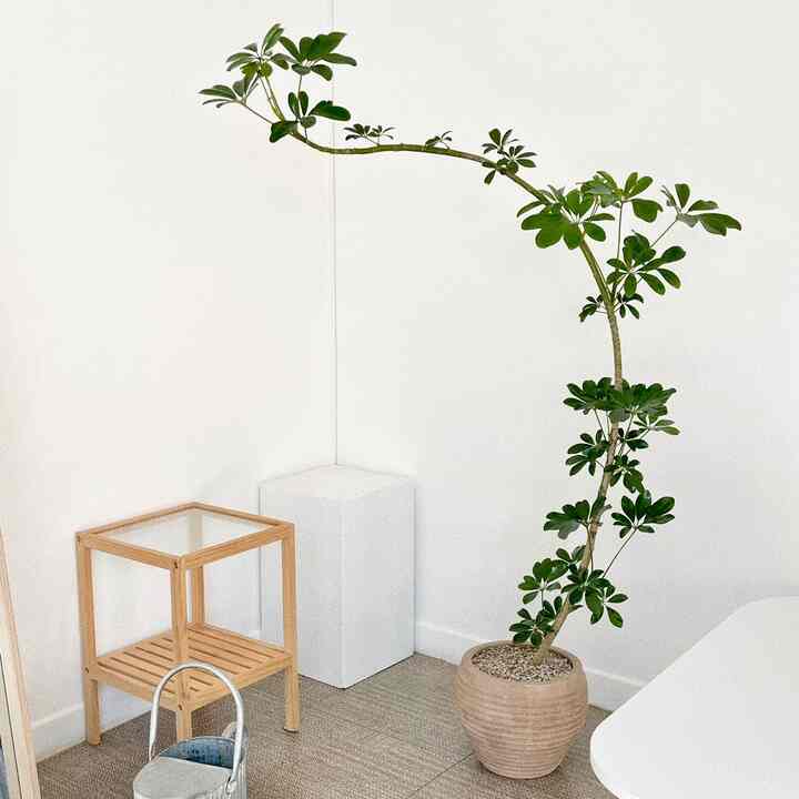 シェフレラ・ホンコン