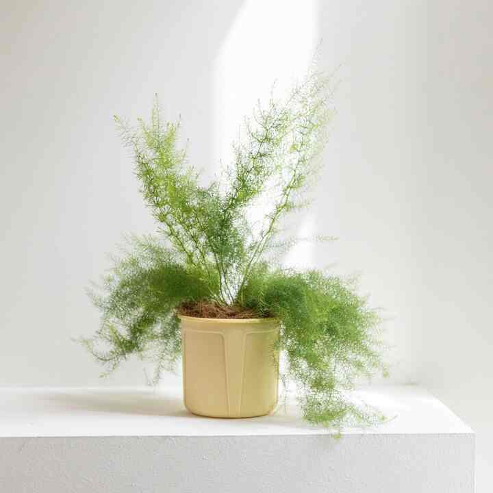 アスパラガス・スアベオレンス［4色］