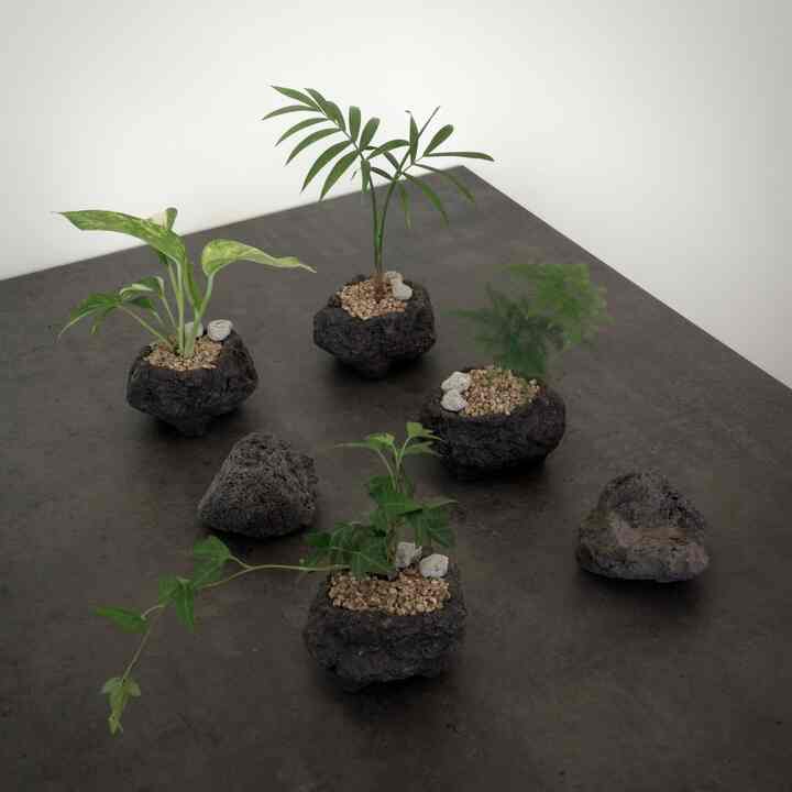 ミニ観葉植物 2個セット［10種］