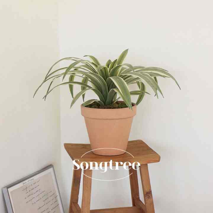 リュウケツジュ フェイクグリーン