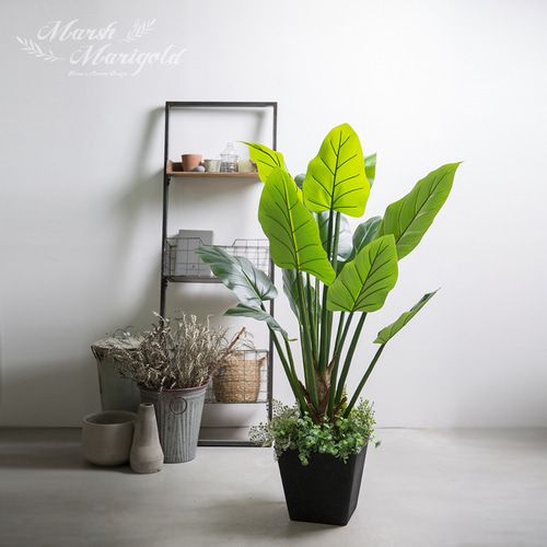 마쉬매리골드 레기니아 극락조 138cm