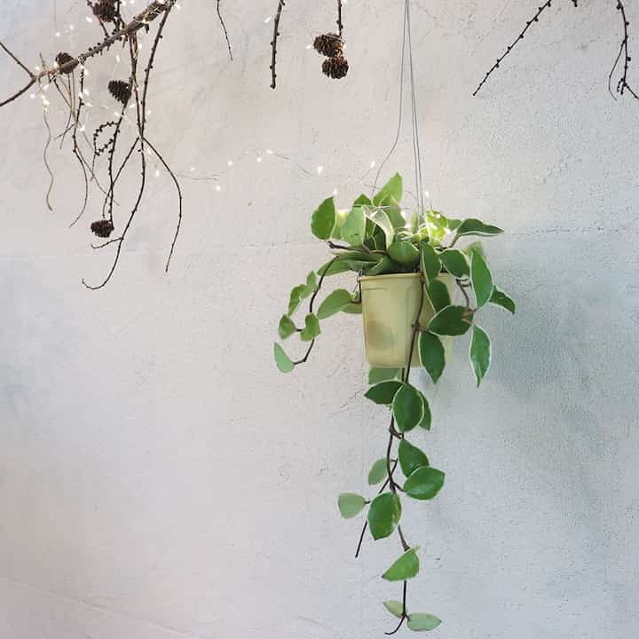 ホヤ ハンギングプランツ
