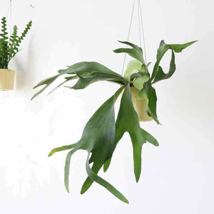 ビカクシダ ハンギングプラント