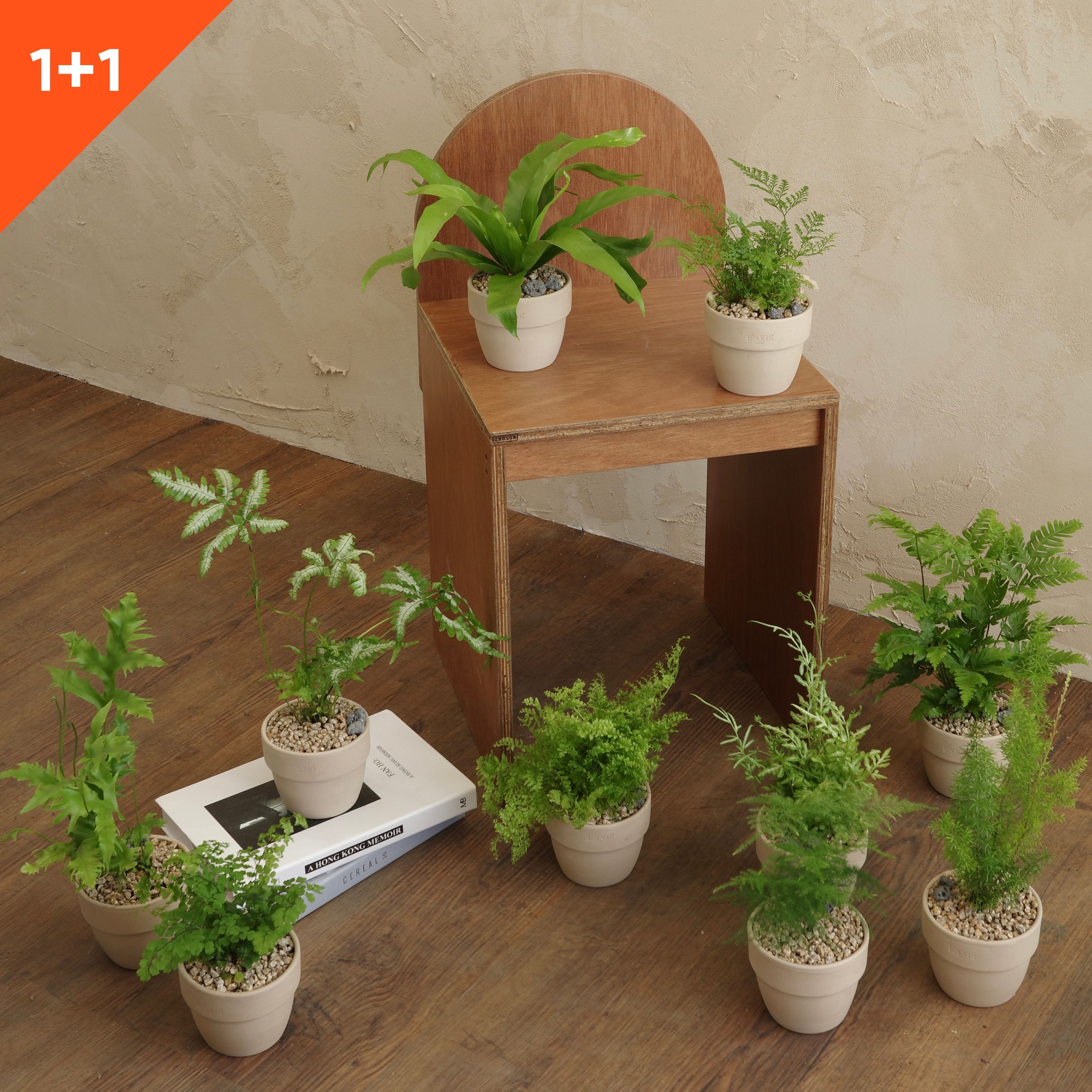 POWERPLANT アスパラガス 観葉植物［10種］ | ガーデニング・園芸用品