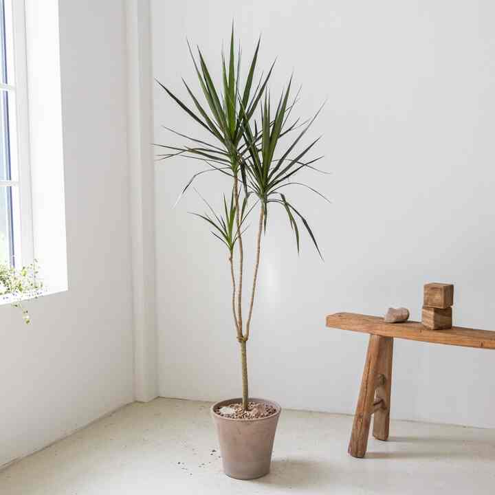 ドラセナ・コンシンネ ブラック