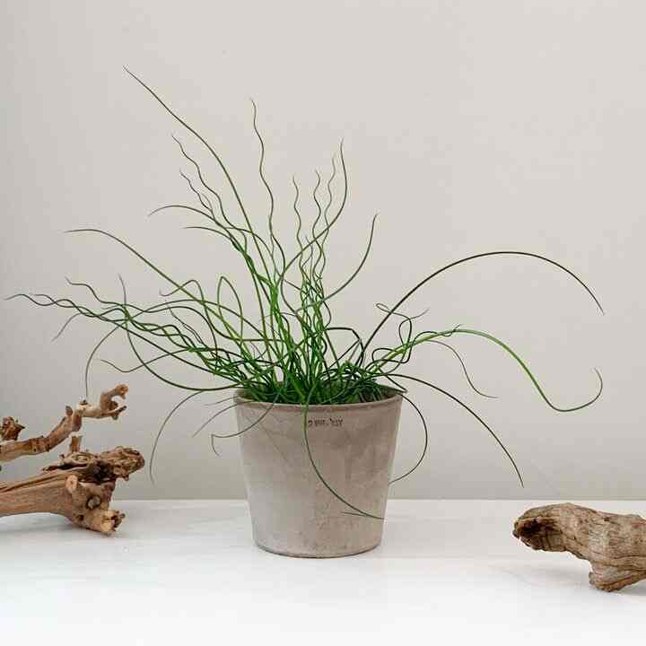 ラセンイ＆イタリア製植木鉢セット