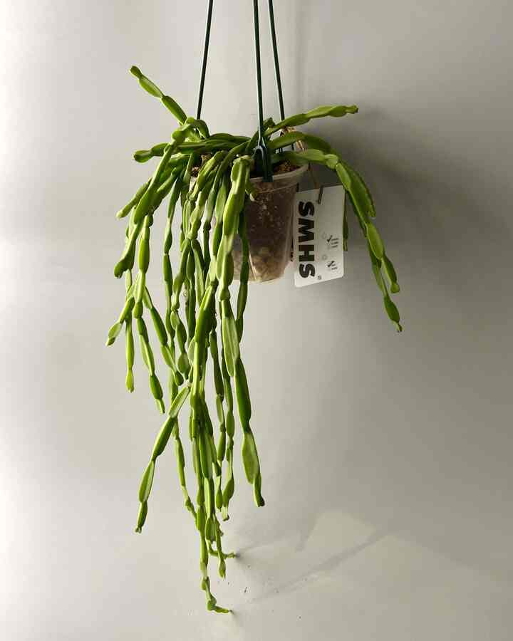 リプサリス・パラドクサ