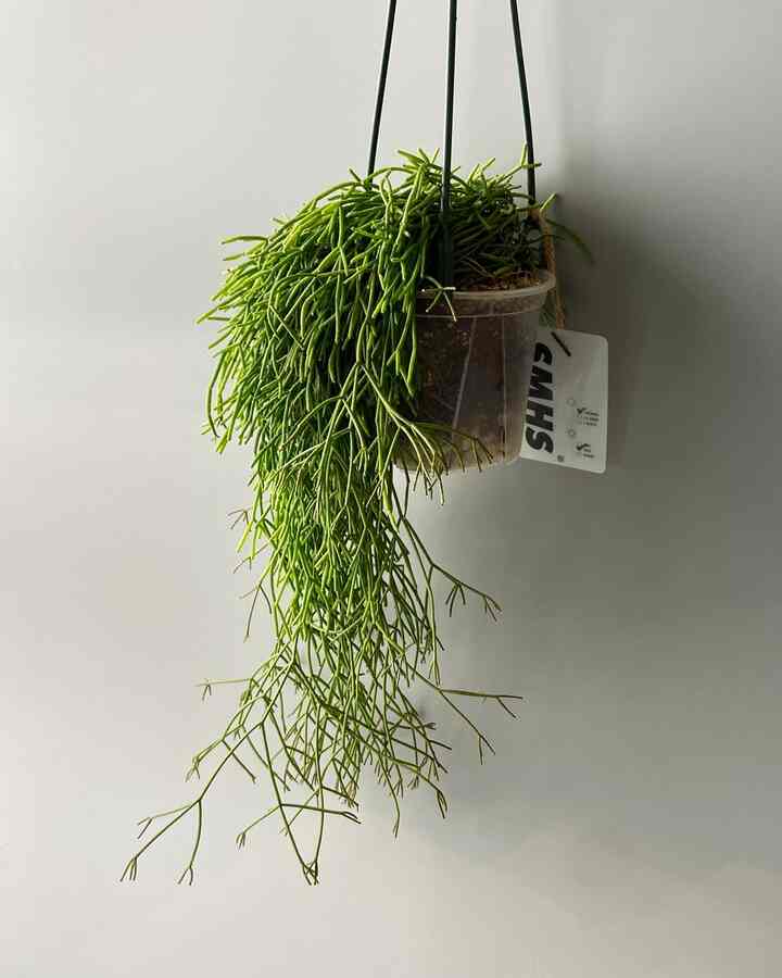 リプサリス ハンギングプランツ 透明ポット付き