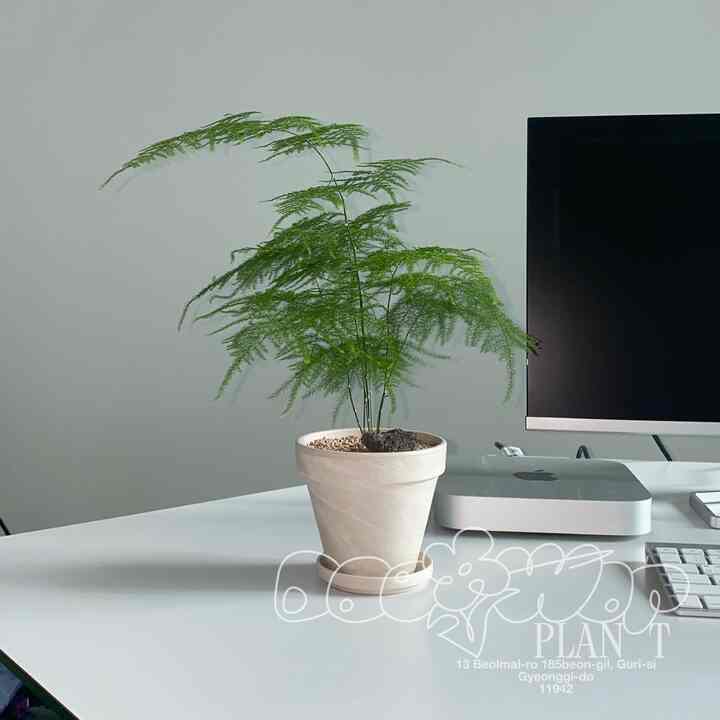 アスパラガス ナナス