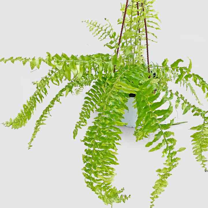 ネフロレピス・エクセルタータ・タイガー