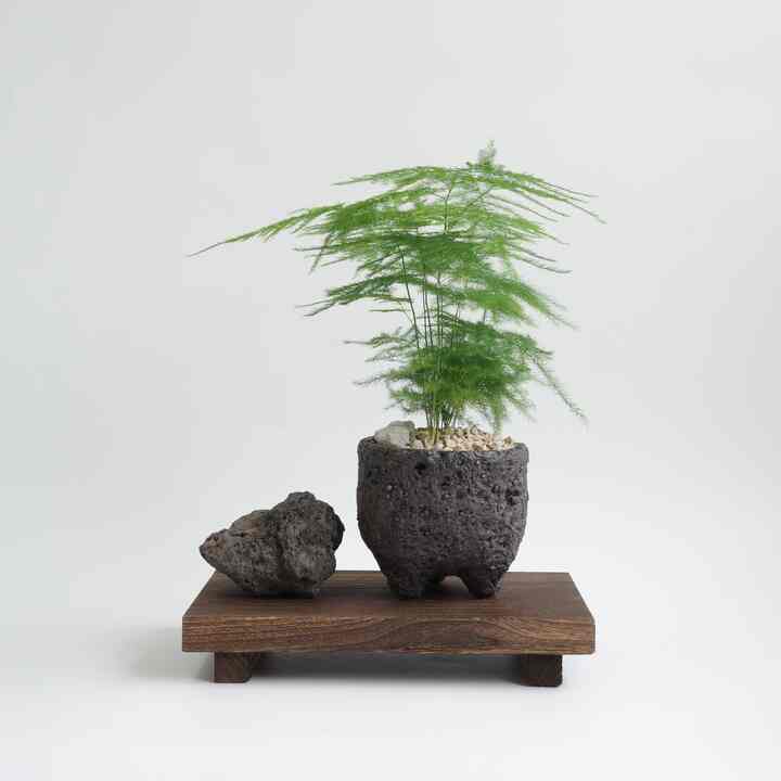 アスパラガス ナナス