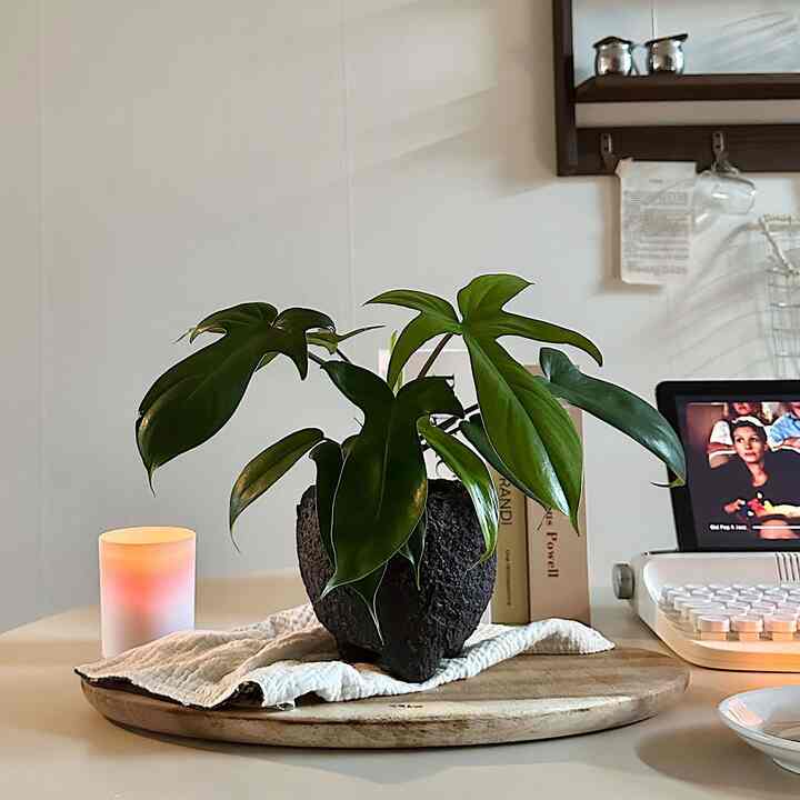 フィロデンドロン 鉢［3種］