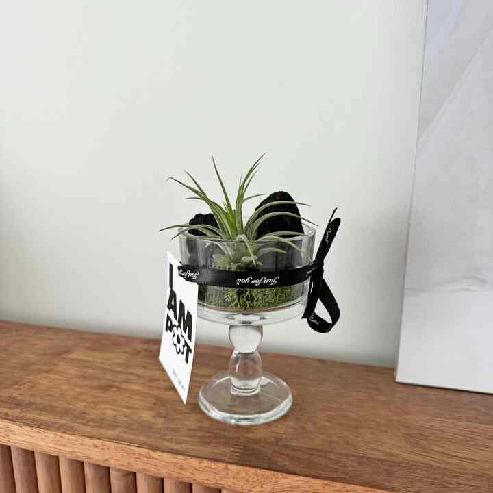 チランジア・イオナンタ ガラスグラスセット［2色］