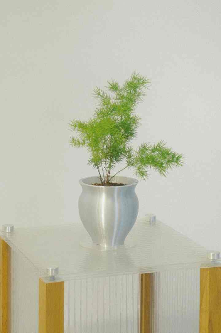 アスパラガス・ミリオクラダス - silver