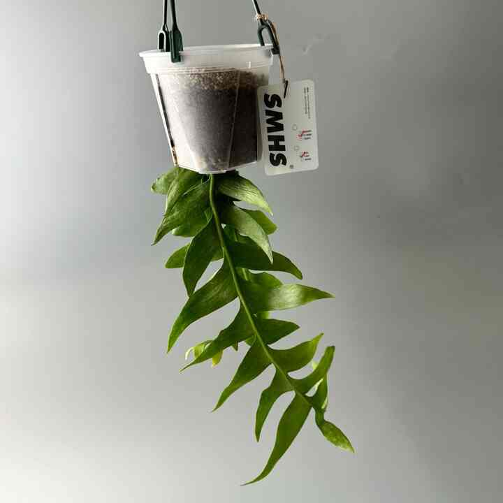 クリソカディウム・ビッグフィッシュボーンカクタス